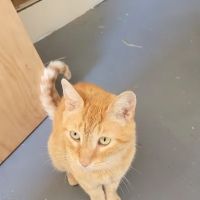 Eden Pet Hospital ico