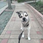 Hills Veterinary Hospital