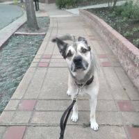 Hills Veterinary Hospital ico