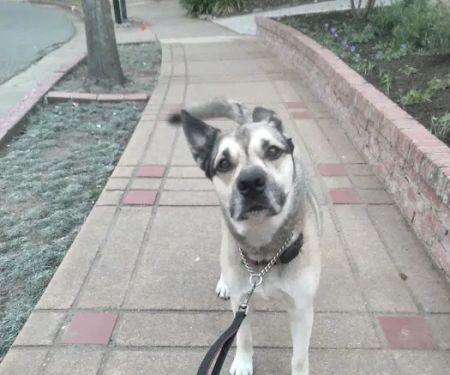 Hills Veterinary Hospital