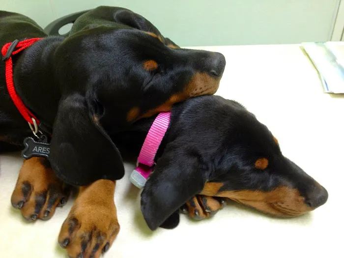 Groveway Pet Hospital Picture 7