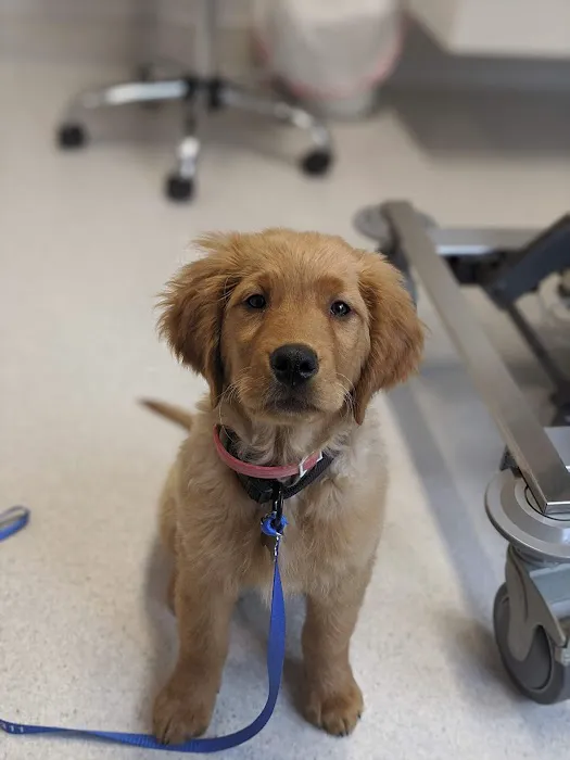 Castro Valley Companion Animal Hospital Picture 5