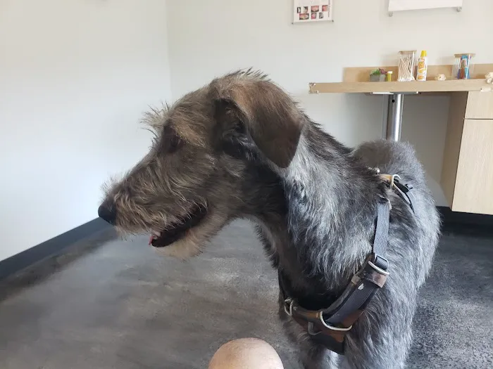 Veterinary Dental Specialties & Oral Surgery Picture 2
