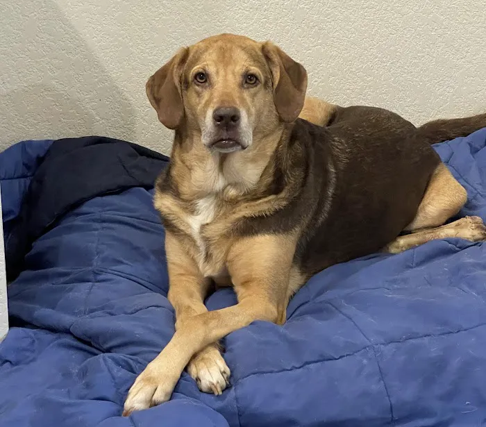 VCA Hometown Animal Hospital Picture 2