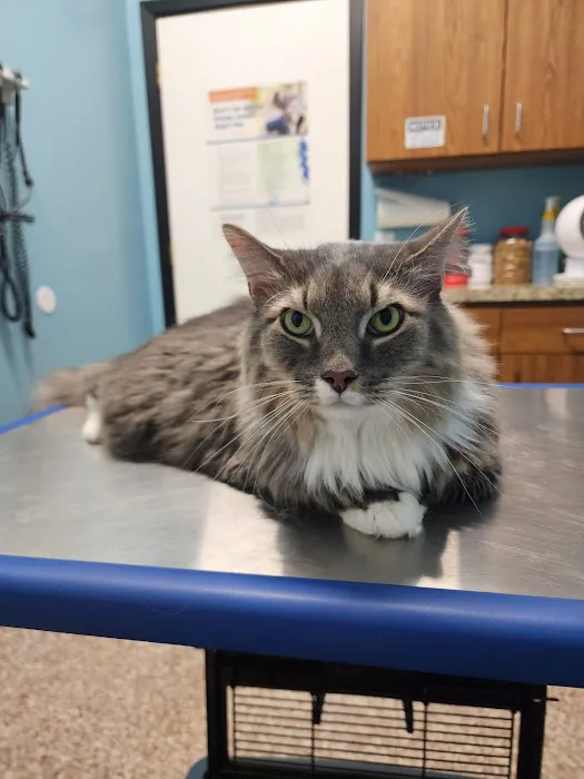 Pflugerville Animal Hospital Picture 7