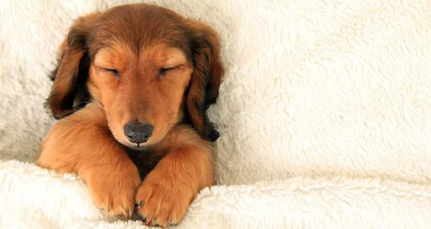 Pflugerville Animal Hospital Picture 2