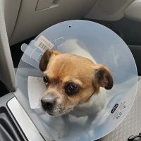 Pflugerville Animal Hospital ico