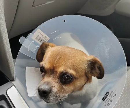 Pflugerville Animal Hospital
