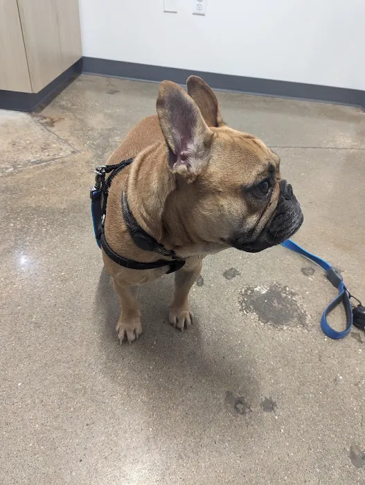 Thrive Pet Healthcare - Round Rock Picture 3