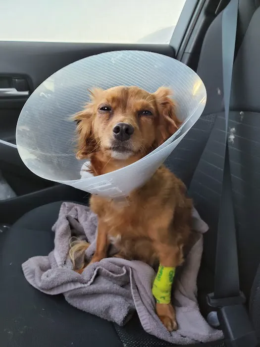 Thrive Pet Healthcare - Round Rock Picture 2