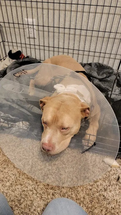 Thrive Pet Healthcare - Round Rock Picture 6