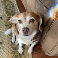 Thrive Pet Healthcare - Round Rock ico