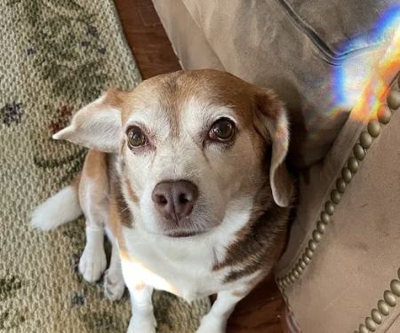 Thrive Pet Healthcare - Round Rock
