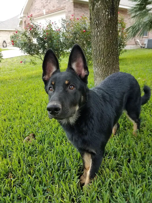 Thrive Pet Healthcare - Round Rock Picture 9