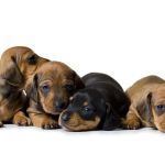 Firehouse Animal Health Center Round Rock