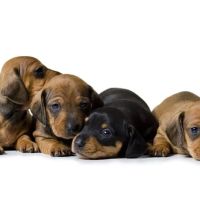 Firehouse Animal Health Center Round Rock ico