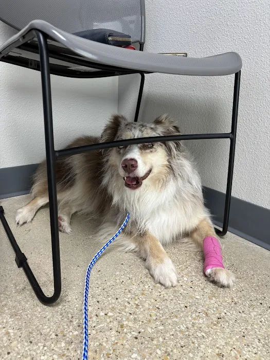 Firehouse Animal Health Center Round Rock Picture 2