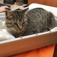 Banfield Pet Hospital ico