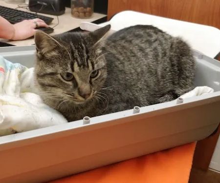 Banfield Pet Hospital