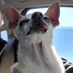 Forest Creek Animal Hospital: Labry Lisa DVM