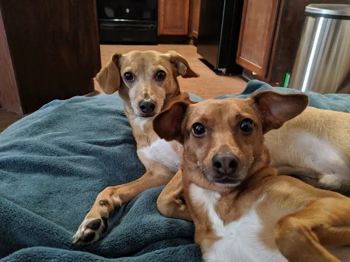 Thrive Pet Healthcare - Cedar Park Picture 8