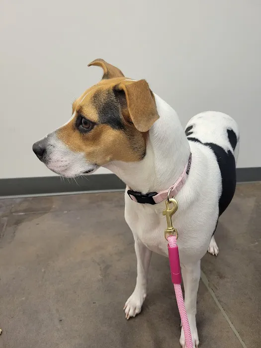 Thrive Pet Healthcare - Cedar Park Picture 1