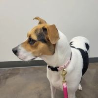 Thrive Pet Healthcare - Cedar Park ico