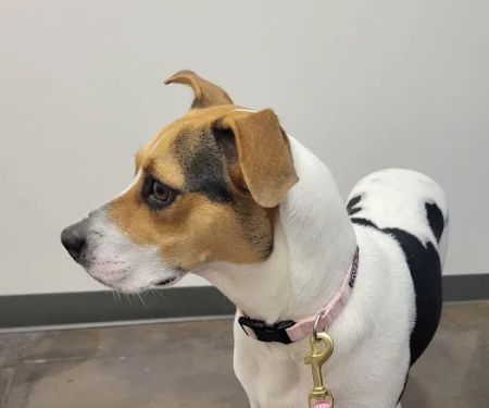 Thrive Pet Healthcare - Cedar Park