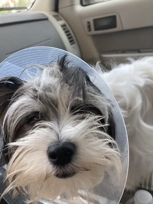 Thrive Pet Healthcare - Cedar Park Picture 2