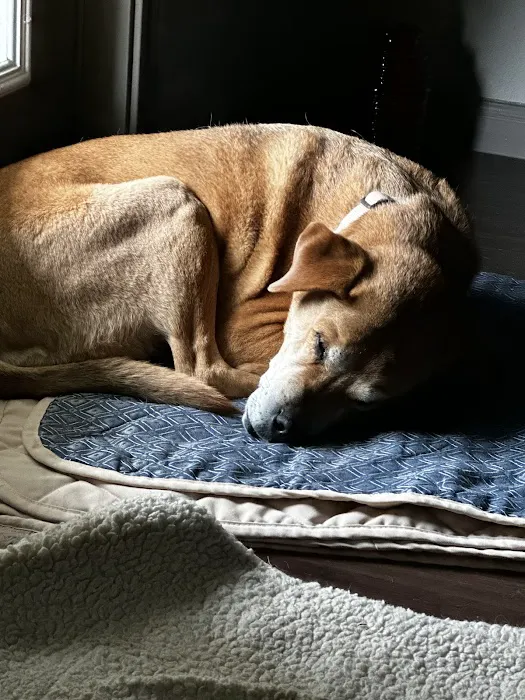 Thrive Pet Healthcare - Cedar Park Picture 3