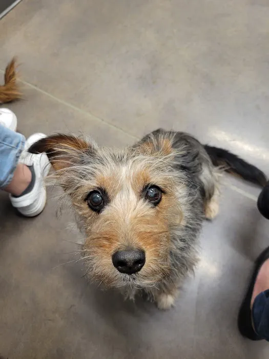 Thrive Pet Healthcare - Cedar Park Picture 6