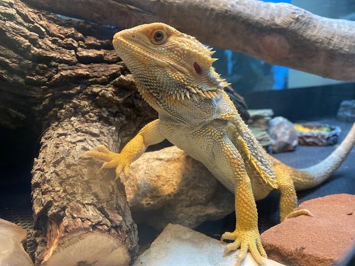 Agave Vet Care & Exotic Animal Hospital Picture 8