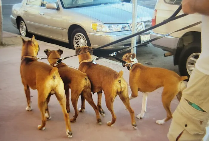 South San Gabriel Animal Clinic Picture 5