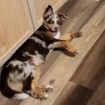 South San Gabriel Animal Clinic