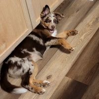 South San Gabriel Animal Clinic ico