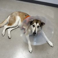Pointe 183 Animal Hospital & Urgent Care ico