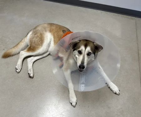 Pointe 183 Animal Hospital & Urgent Care