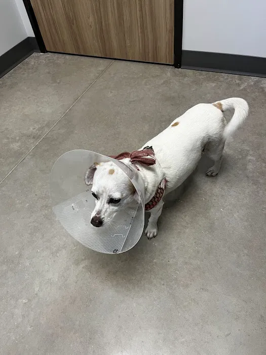 Pointe 183 Animal Hospital & Urgent Care Picture 5