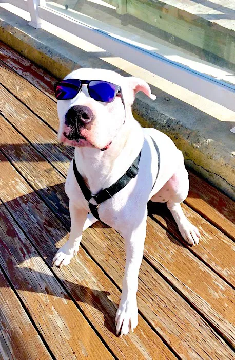 SouthPaw Animal Care Picture 5