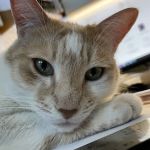 SouthPaw Animal Care