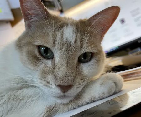 SouthPaw Animal Care