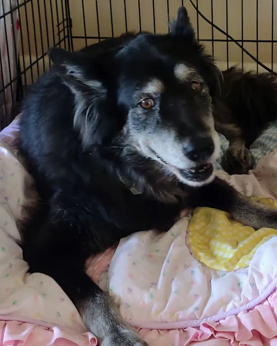 SouthPaw Animal Care Picture 9