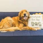 PetVet365 Pet Hospital Leander