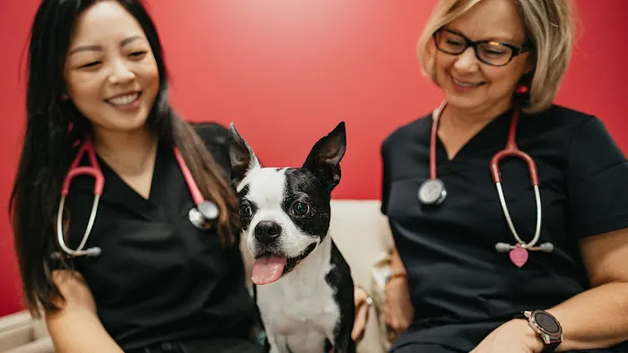 PetVet365 Pet Hospital Leander Picture 3