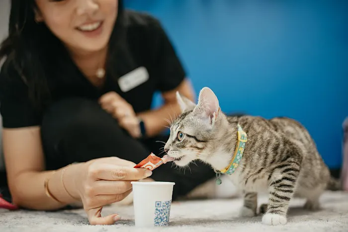PetVet365 Pet Hospital Leander Picture 6
