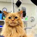 Firehouse Animal Health Center Cedar Park