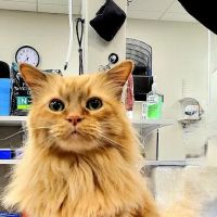 Firehouse Animal Health Center Cedar Park ico