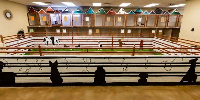 VCA Premier Animal Hospital and Pet Resort Picture 2
