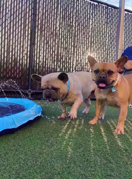 VCA Premier Animal Hospital and Pet Resort Picture 1