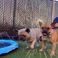 VCA Premier Animal Hospital and Pet Resort ico